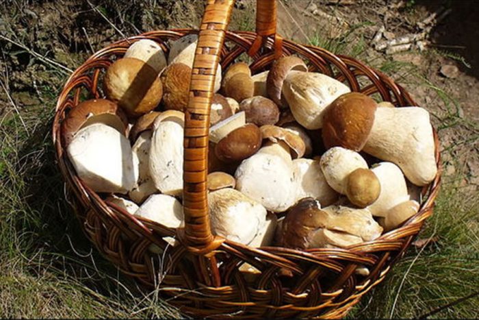 Croquetas de Boletus Edulis - Imagen 3