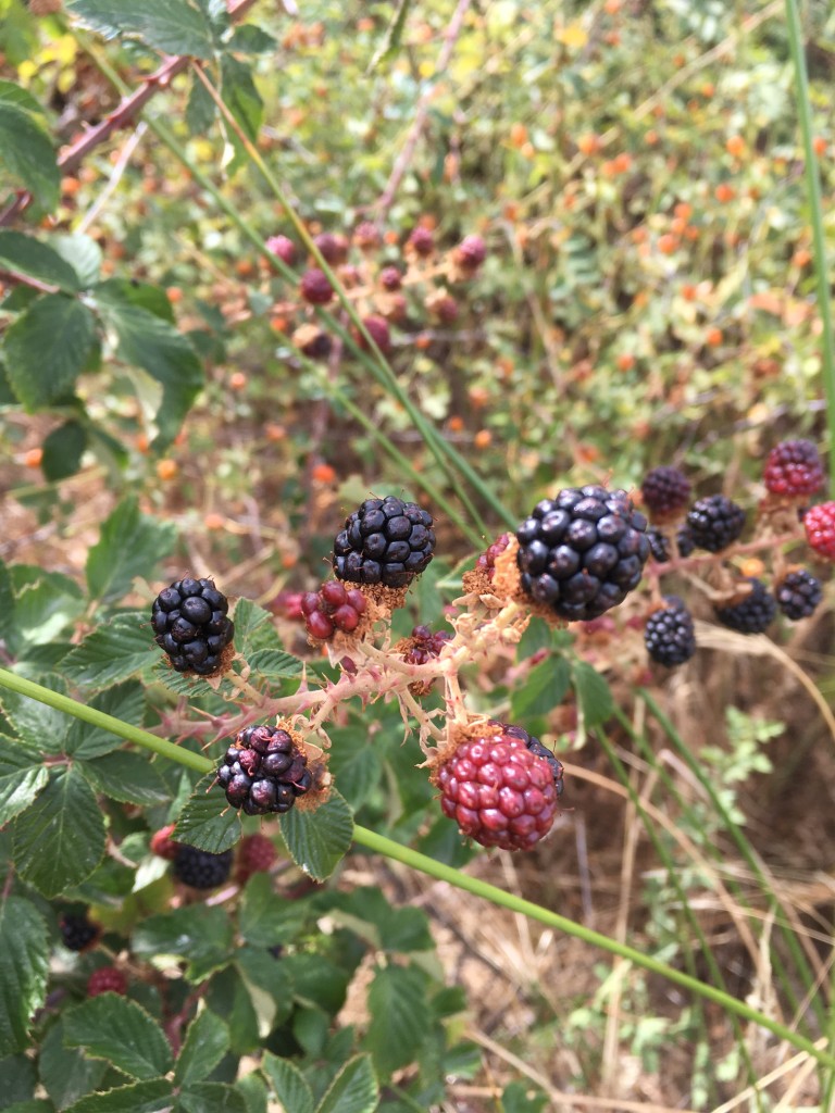 Mermelada de moras casera